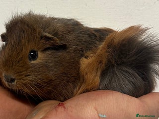 Guinea Pig rodents 8 week old baby boys - Advert 4