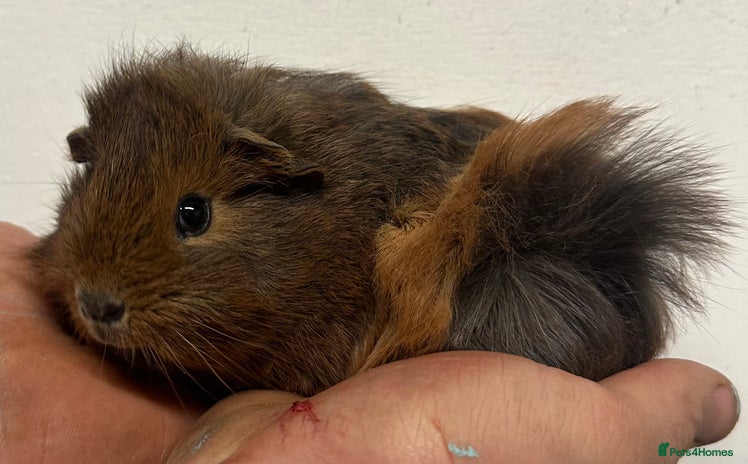 Guinea Pig rodents 8 week old baby boys - Advert 1