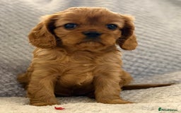 Cavalier King Charles Spaniel dogs for sale: KC REG, HEART, EYE AND DNA TESTED PARENTS - Image 5