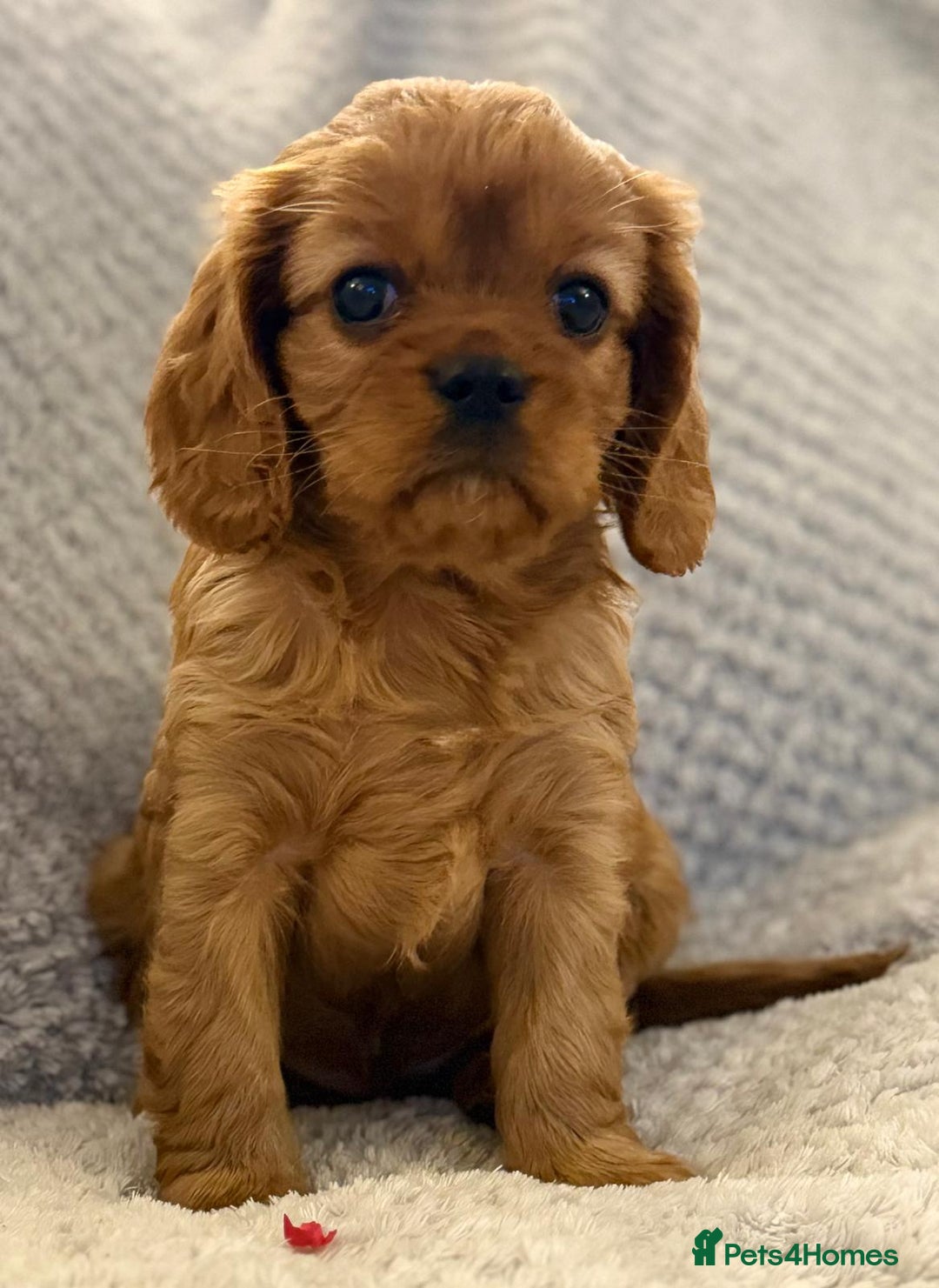 Cavalier King Charles Spaniel dogs for sale: KC REG, HEART, EYE AND DNA TESTED PARENTS - Image 5