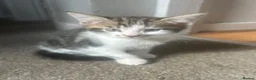 Mixed Breed cats for sale: Beautiful kittens for sale to 5* homes  - Advert 7