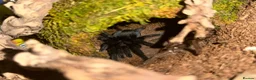 Tarantulas invertebrates for sale: Brazilian black tarantula (grammostola pulchra) - Advert 1