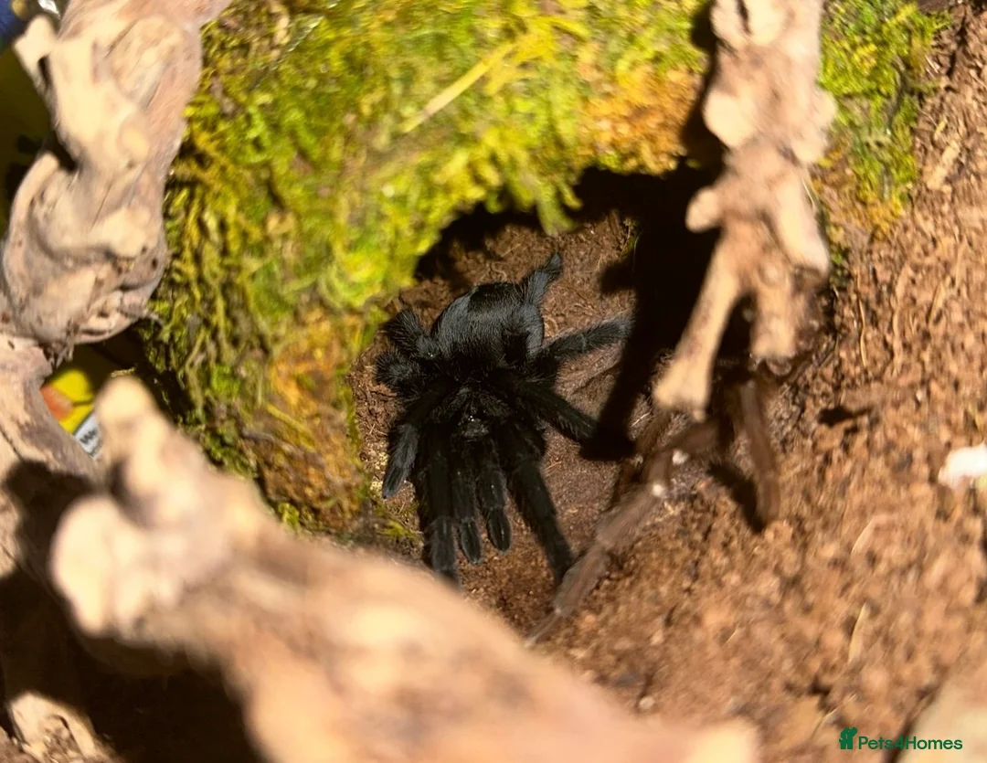 Tarantulas invertebrates for sale: Brazilian black tarantula (grammostola pulchra) - Advert 1