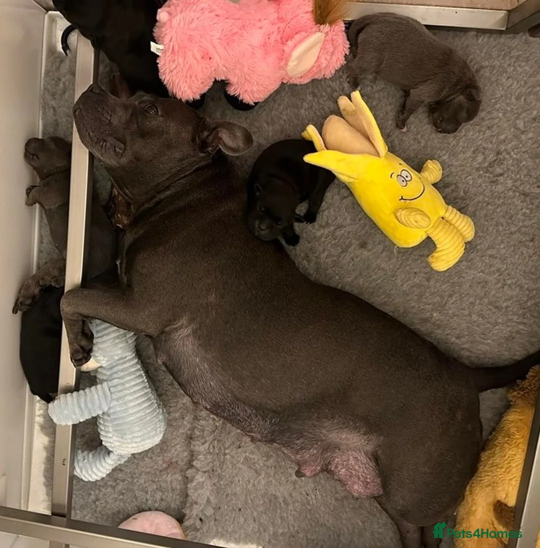 Staffordshire Bull Terrier dogs for sale: Beautiful Blue Family raised Staffys Puppies - Advert 2