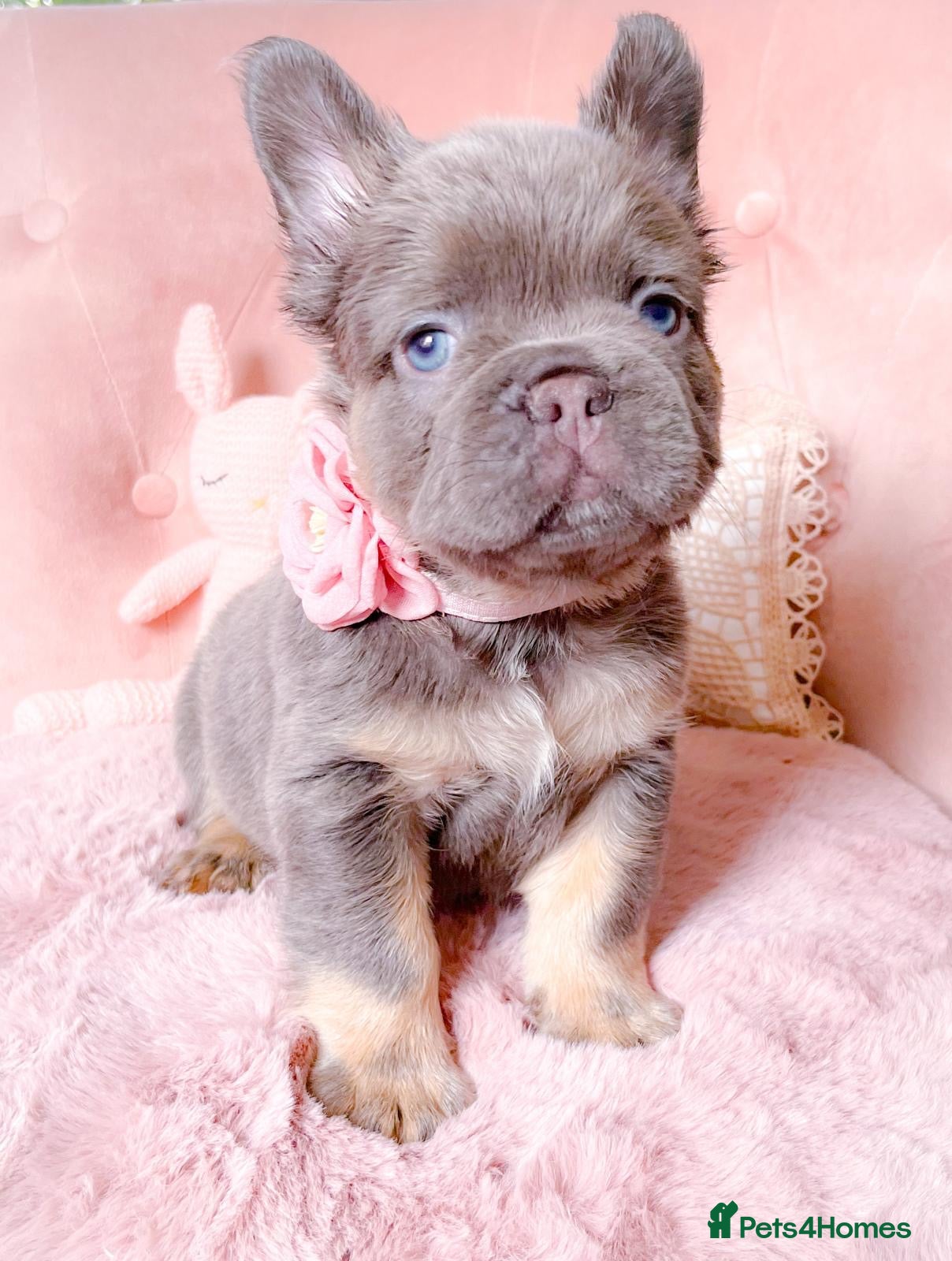 French Bulldog dogs 🌸BEAUTIFUL FLUFFY🌸 - Advert 2