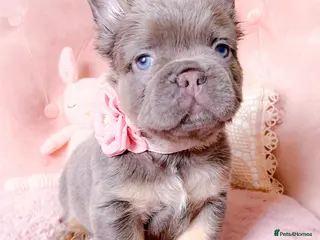 French Bulldog dogs 🌸BEAUTIFUL FLUFFY🌸 - Advert 15