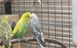 Budgerigars birds for sale: Budgies  - Image 6