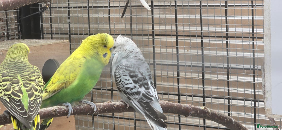 Budgerigars birds for sale: Budgies  - Image 6