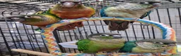 Parrots birds for sale: Stunning Parrots/Parakeets/Amazons  - Advert 27