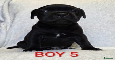 Staffordshire Bull Terrier dogs - Advert 10