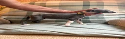 Whippet dogs for sale: Exceptional litter of KC whippets - Advert 12