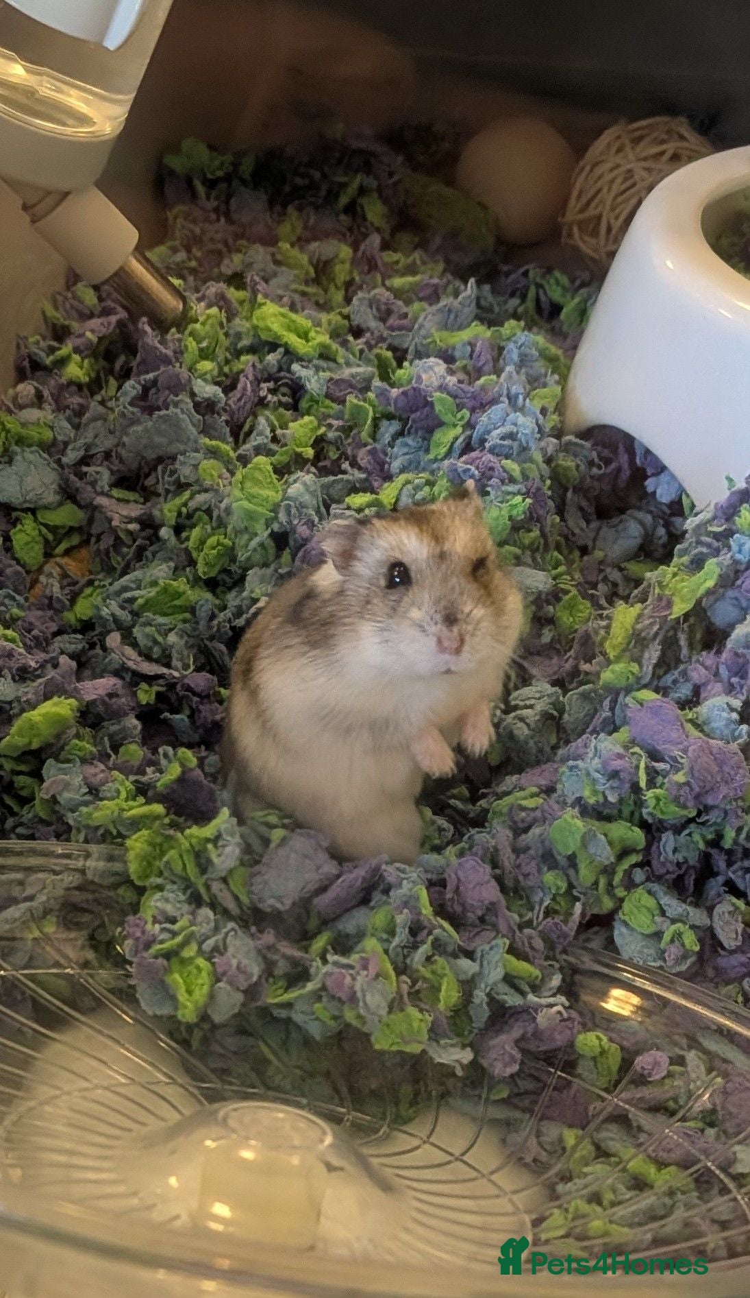 Hamster rodents Russian dwarf hamster  - Advert 4