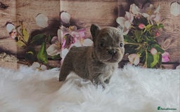 French Bulldog dogs for sale: Welcome to the Fluffy Crew 🥰 - Advert 5