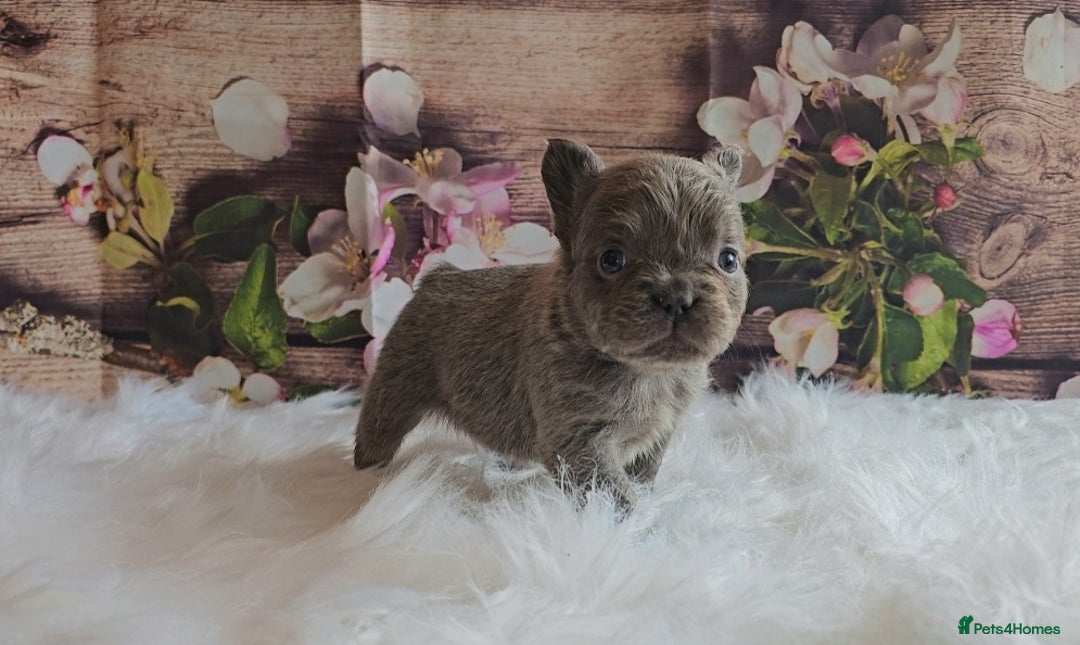 French Bulldog dogs for sale: Welcome to the Fluffy Crew 🥰 - Advert 5