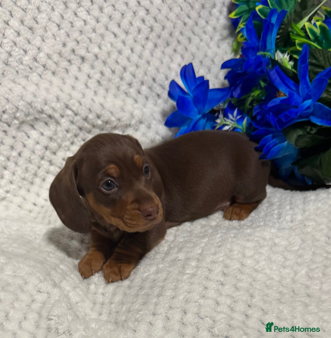 Miniature Dachshund dogs for sale: BEAUTIFUL KC MINI DACHSHUND READY TO LEAVE 23/12   - Advert 31