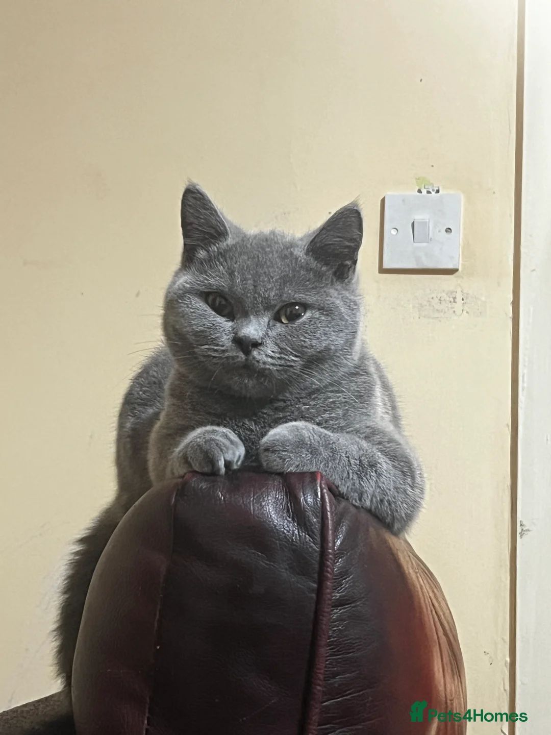 British Shorthair cats for sale: 2 boys is looking home  - Advert 2