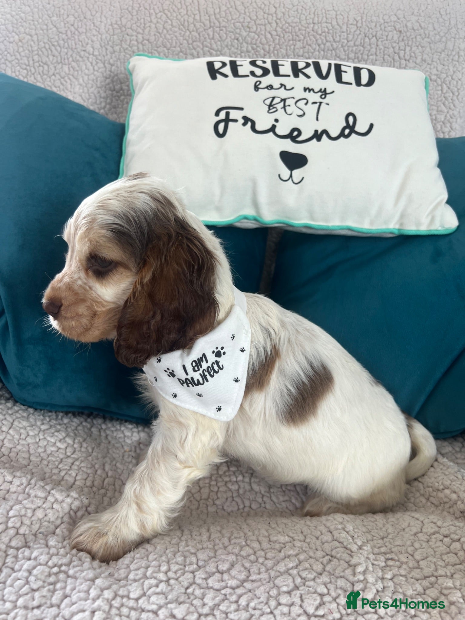 Cocker Spaniel dogs 🐶💙READY NOW💝🐶 show type KC health tested.   - Advert 2