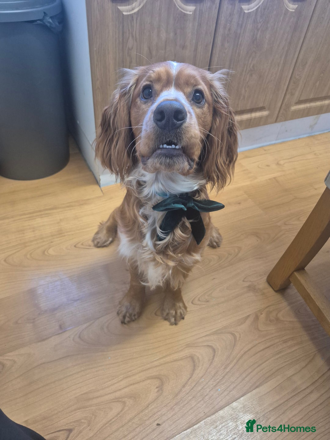 Cocker Spaniel dogs for stud: Cocker spaniel for stud  - Advert 1