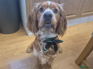 Cocker Spaniel dogs Cocker spaniel for stud - Advert 1