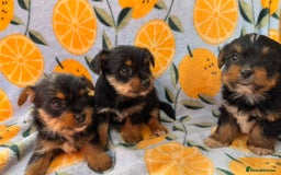 Mixed Breed dogs for sale: 3 beautiful yorkie Russell for sale  - Image 2