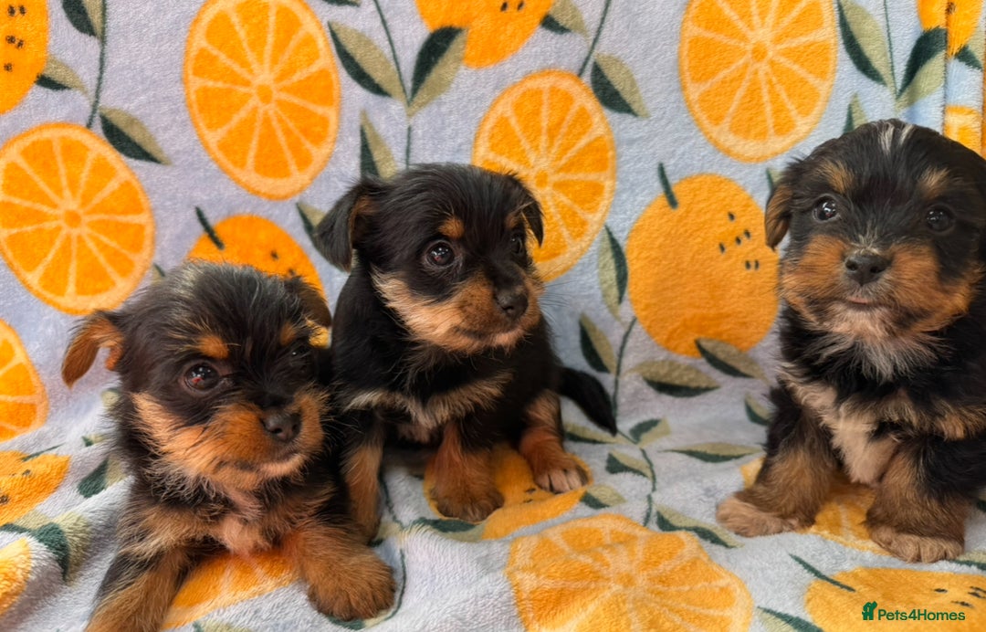 Mixed Breed dogs for sale: 3 beautiful yorkie Russell for sale  - Image 2