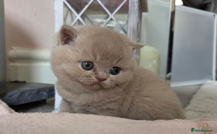 British Shorthair cats - Advert 10