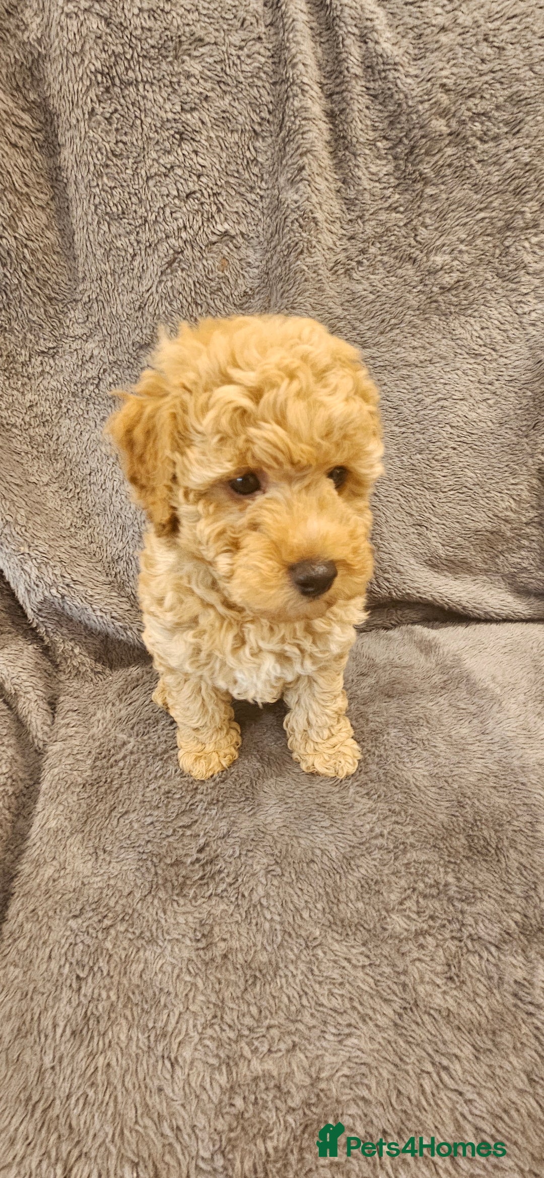 Toy Poodle dogs for sale: Beautiful Toy Poodle Puppies - Advert 7