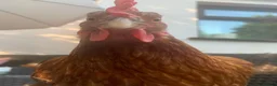Chickens poultry for sale: Hybrid Chicks For Sale - Advert 10