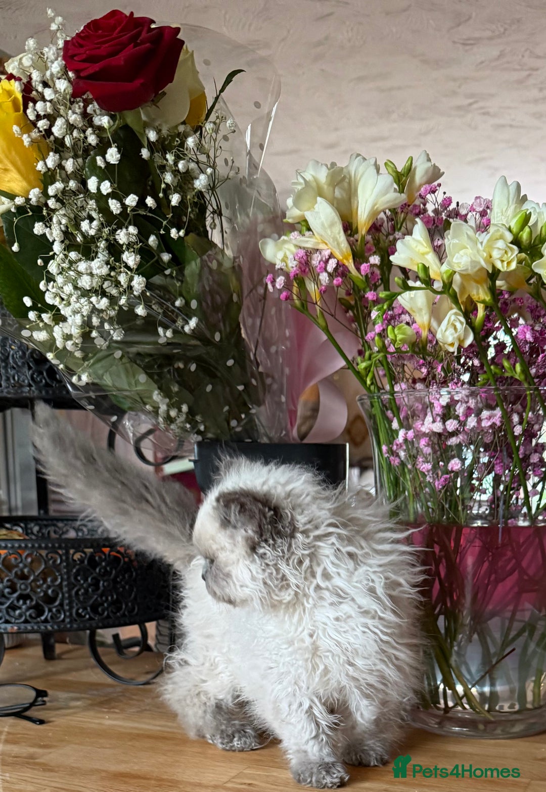 Selkirk Rex cats for sale: Gorgeous Selkirk Rex - Image 11