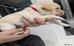 Labrador Retriever dogs for sale: Beautiful Labrador puppys  - Image 10