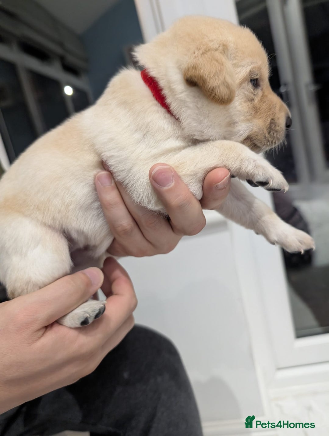 Labrador Retriever dogs for sale: Beautiful Labrador puppys  - Image 10