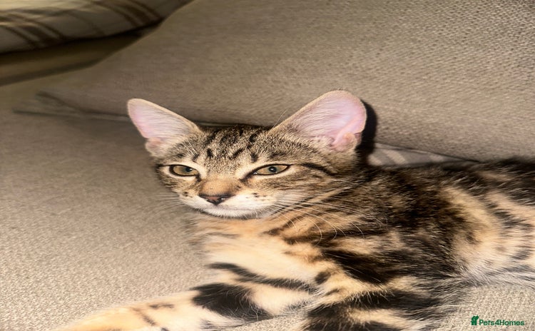 Mixed Breed cats - Advert 10