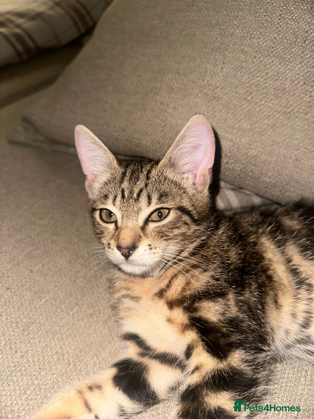 Mixed Breed cats for sale: Mixed Breed Kitten  - Image 1