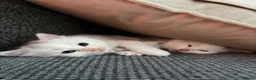 Turkish Angora cats for sale: 4 white fluffy Turkish angora Females - Advert 12