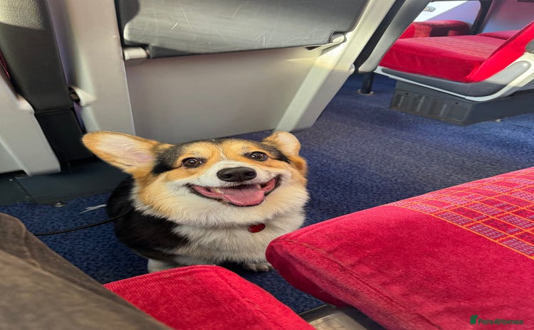 Welsh Corgi Pembroke dogs 2 year old male Welsh Pembroke corgi  - Advert 1