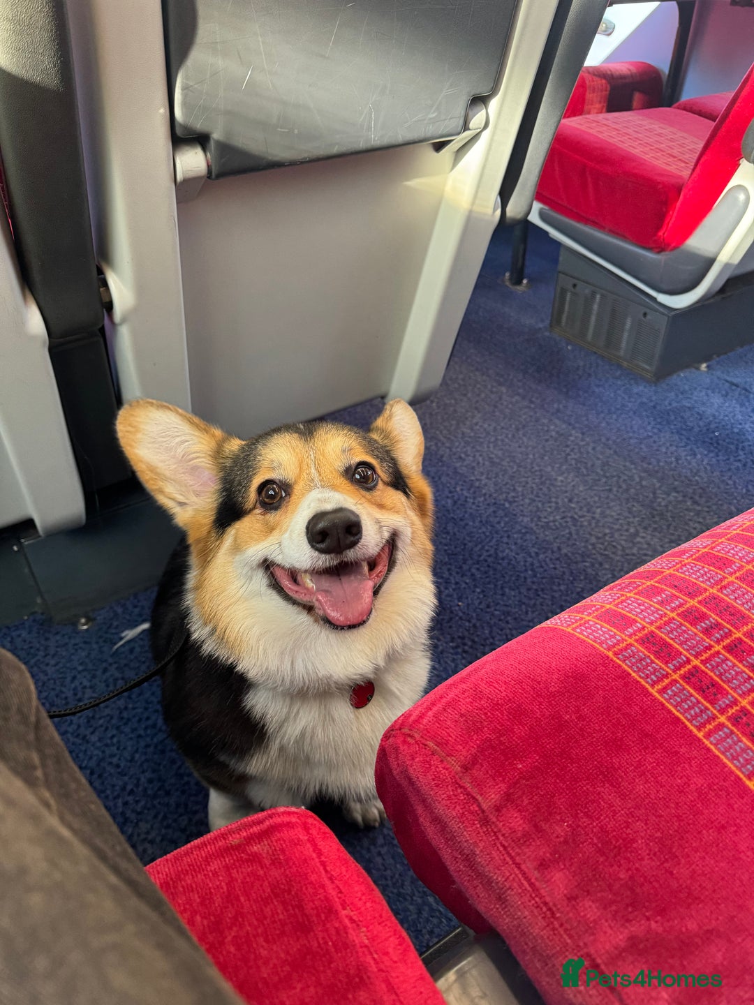 Welsh Corgi Pembroke dogs for sale: 2 year old male Welsh Pembroke corgi  - Advert 2