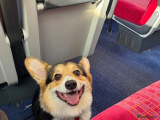 Welsh Corgi Pembroke dogs 2 year old male Welsh Pembroke corgi - Advert 13