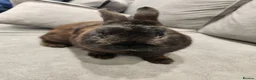 Netherland Dwarf rabbits for sale: Netherland dwarf  in Dewsbury - Advert 1