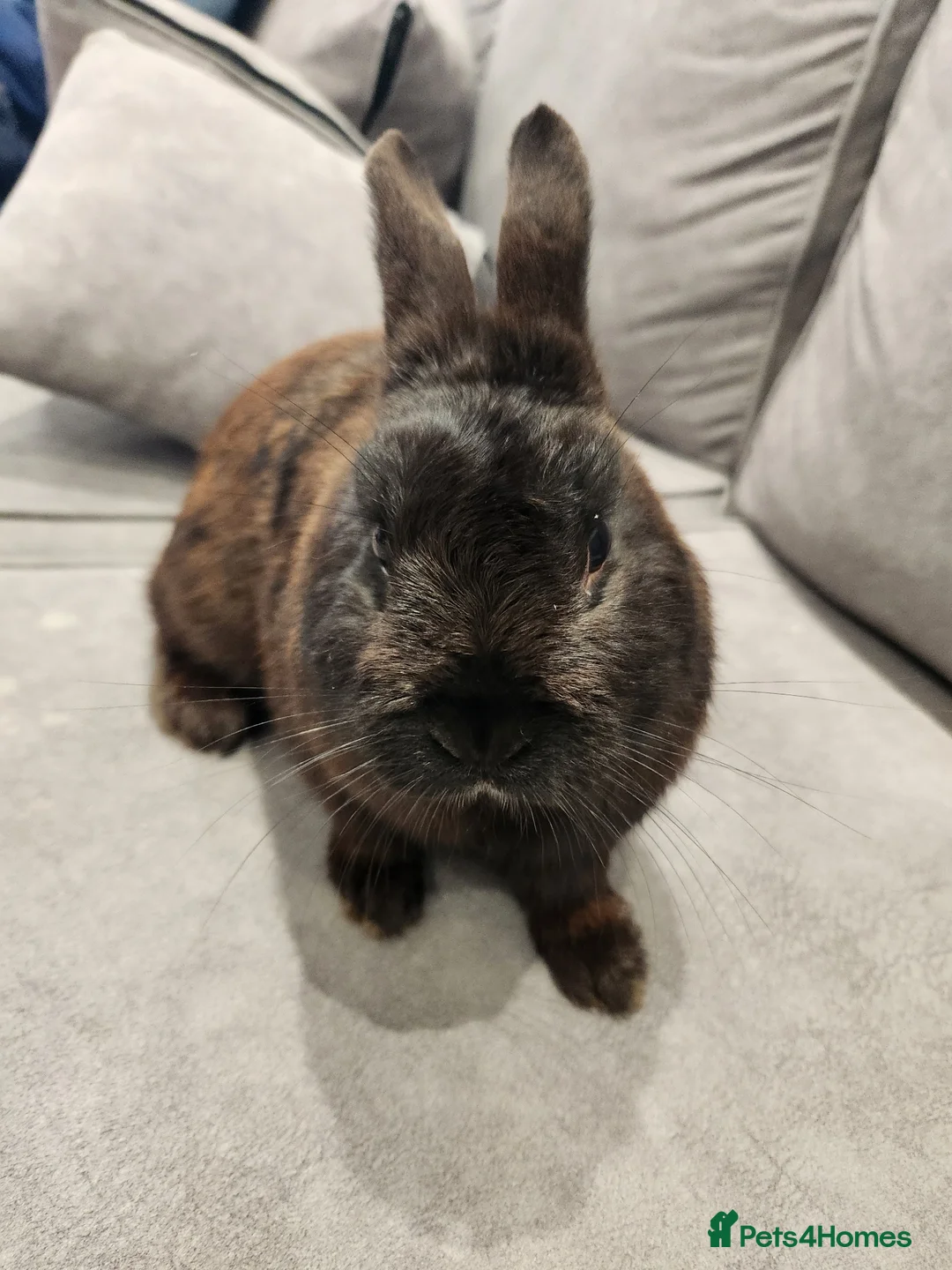 Netherland Dwarf rabbits for sale: Netherland dwarf  in Dewsbury - Advert 1