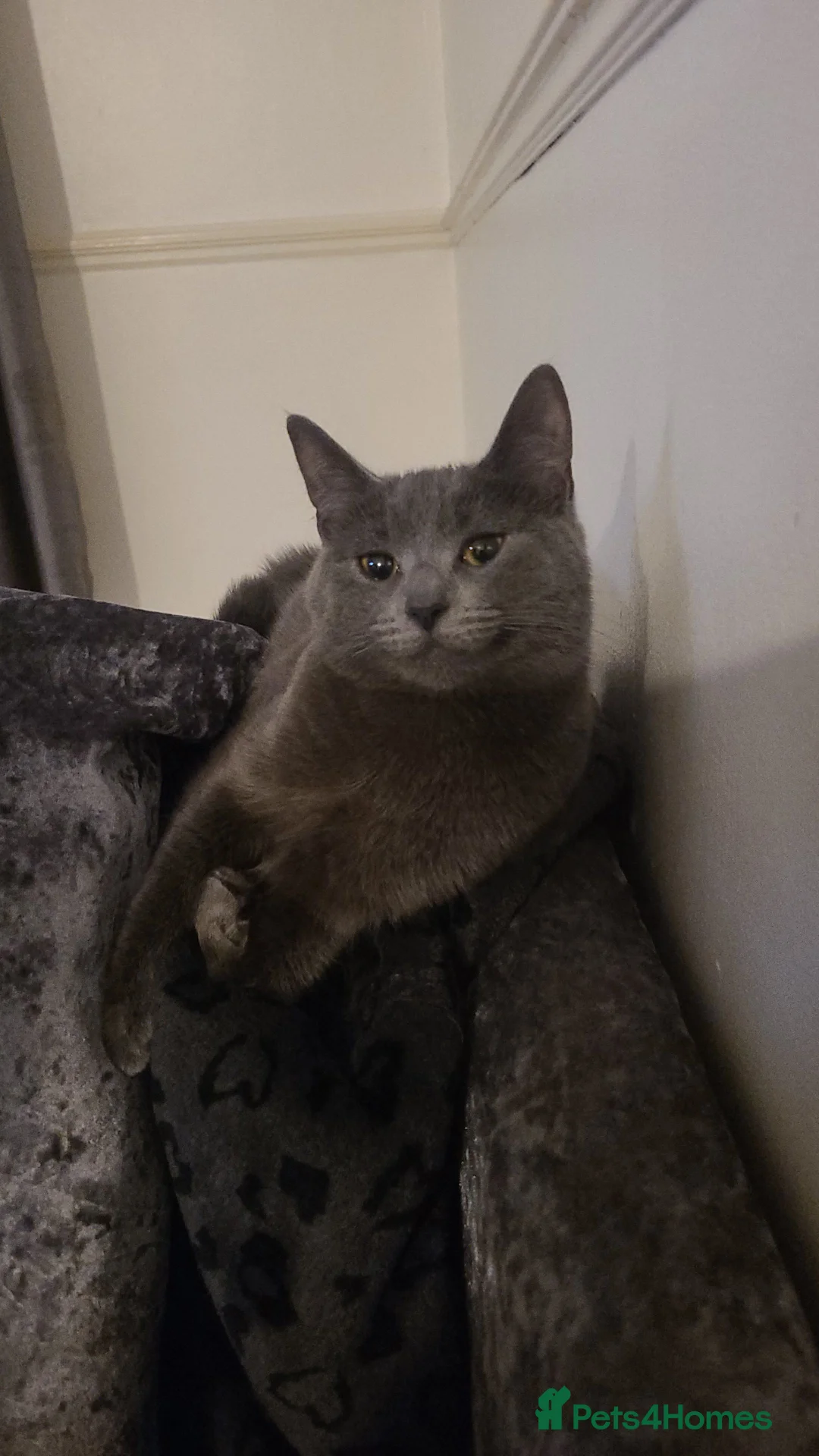 British Shorthair cats for sale: Russian blue X Silver tabby BSH kitten for sale - Advert 1
