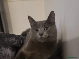 British Shorthair cats Russian blue X Silver tabby BSH kitten for sale - Advert 8