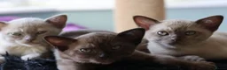 Burmese cats for sale: Beautiful playful Burmese kittens  - Advert 16