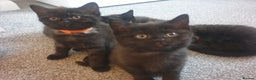 British Shorthair cats for sale: 2 female kittens - Advert 5