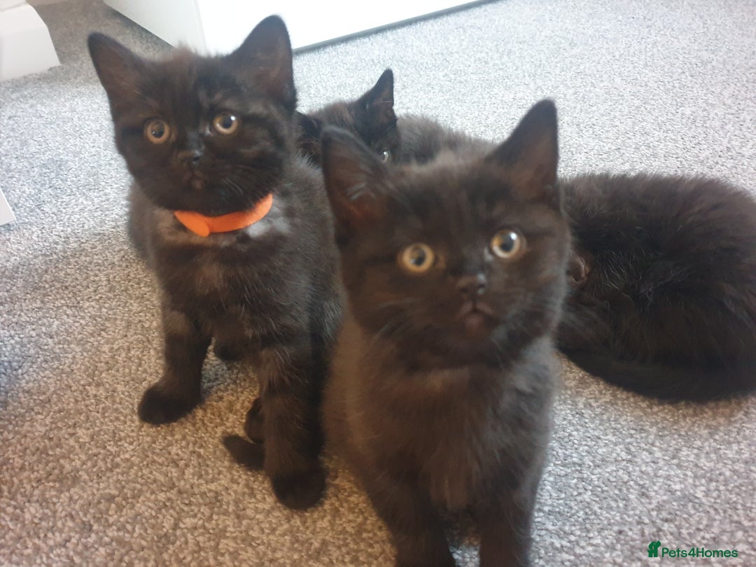 British Shorthair cats for sale: 2 female kittens - Advert 5