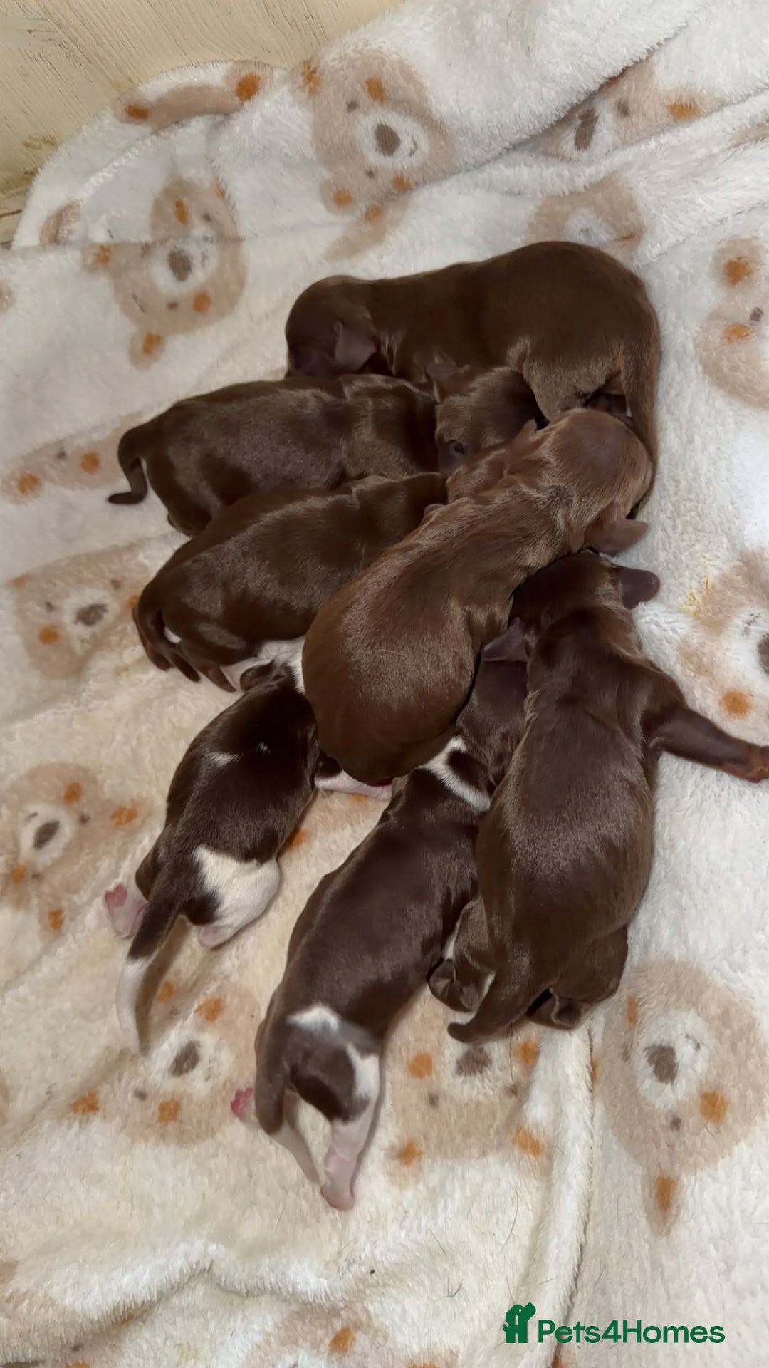 Miniature Dachshund dogs for sale: Beautiful miniature Dachshund puppies ❤️  - Image 3