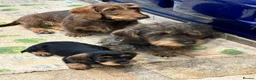 Dachshund dogs for sale: Standard Wire haired dachshund/teckel  - Advert 4