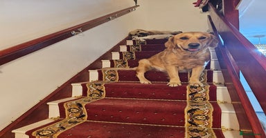 Golden Retriever dogs - Advert 8