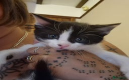 British Shorthair cats for sale: two male tuxedo kittens  - Image 1