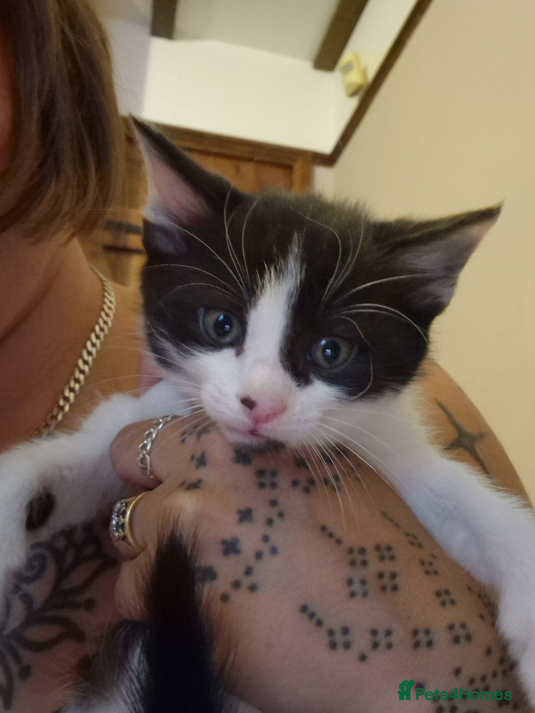British Shorthair cats for sale: two male tuxedo kittens  - Image 1