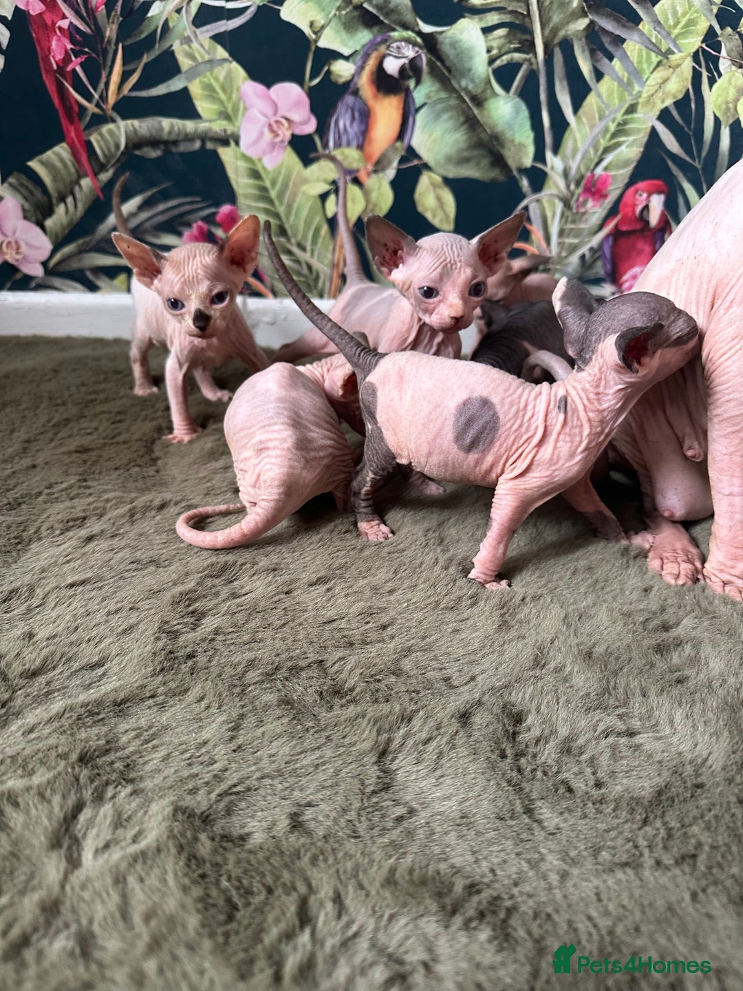 Sphynx cats for sale:  6 Beautiful Sphynx Kittens Ready Soon – 5★ - Image 30
